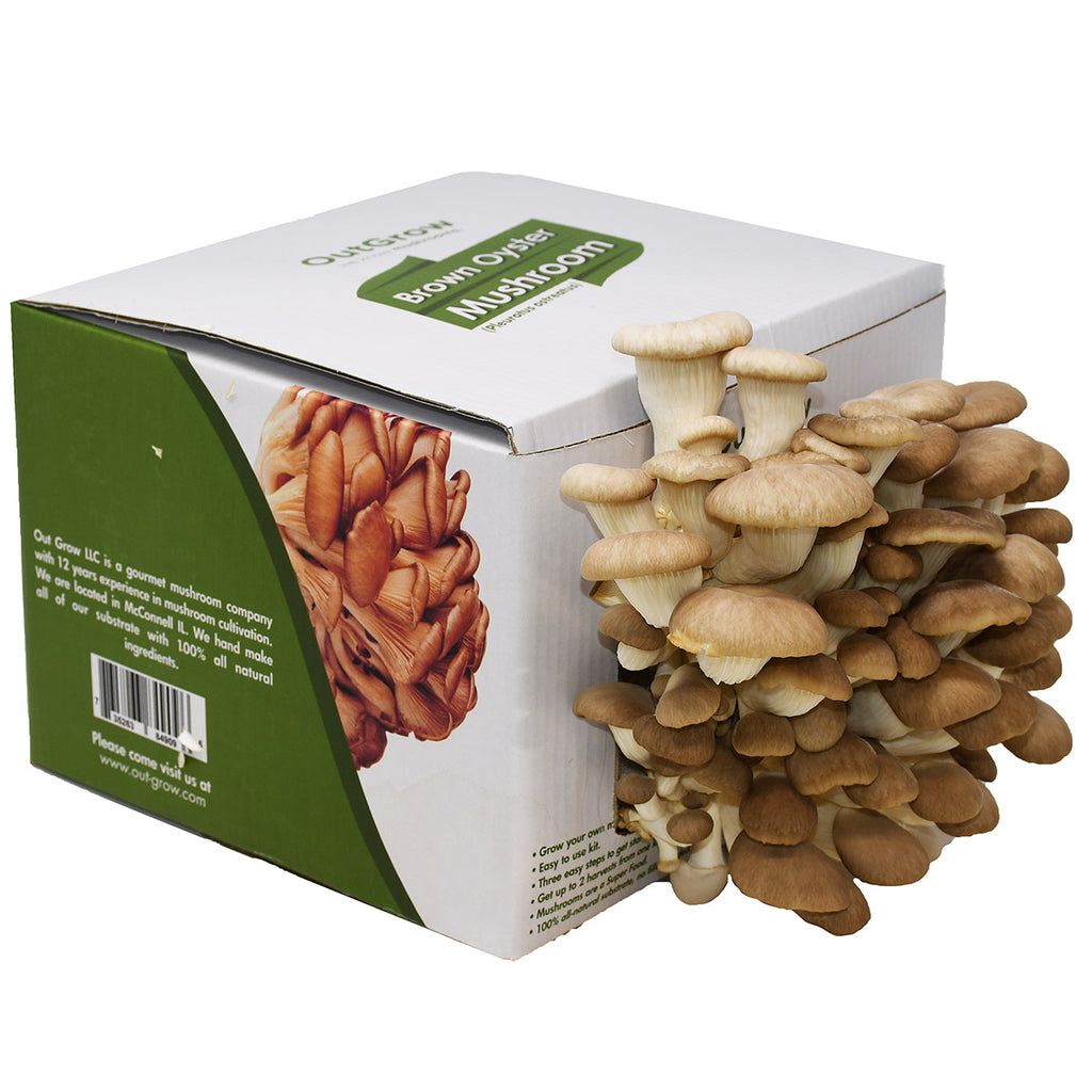 brown oyster mushroom grow kit fruiting