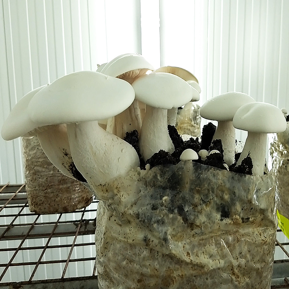 Milky Mushroom (Calocybe Indica)
growing on mushroom substrate