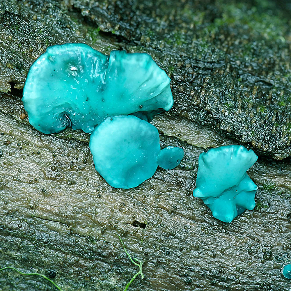 Green Stain Fungus (Chlorociboria aeruginascens)
Growing on a log