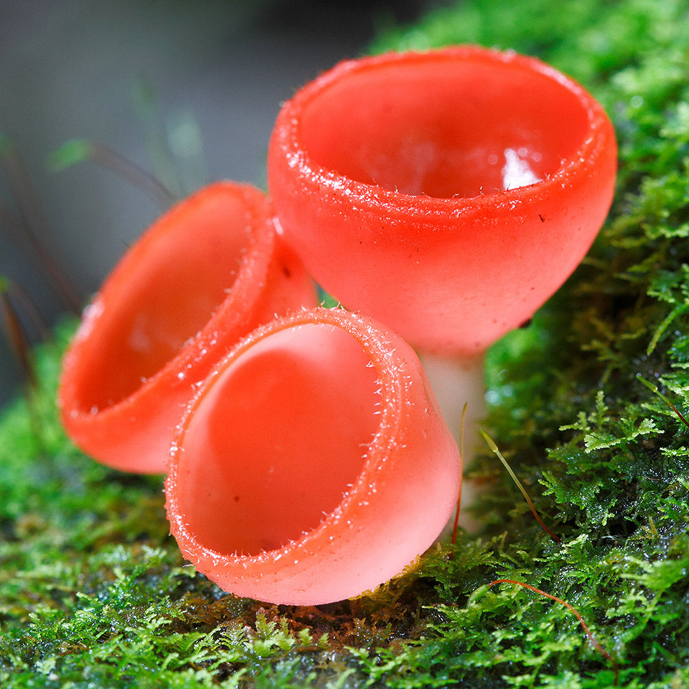 Cup Fungus (Cookeina sulcipes) Growing out of some green moss