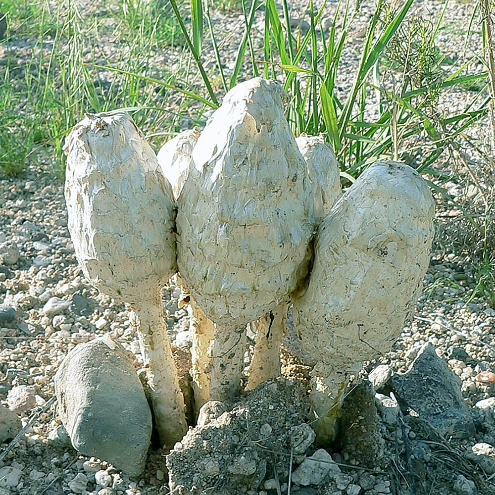 Desert Shaggy Mane (Podaxi pistillaris)
Growing out of sandy and rocky soil