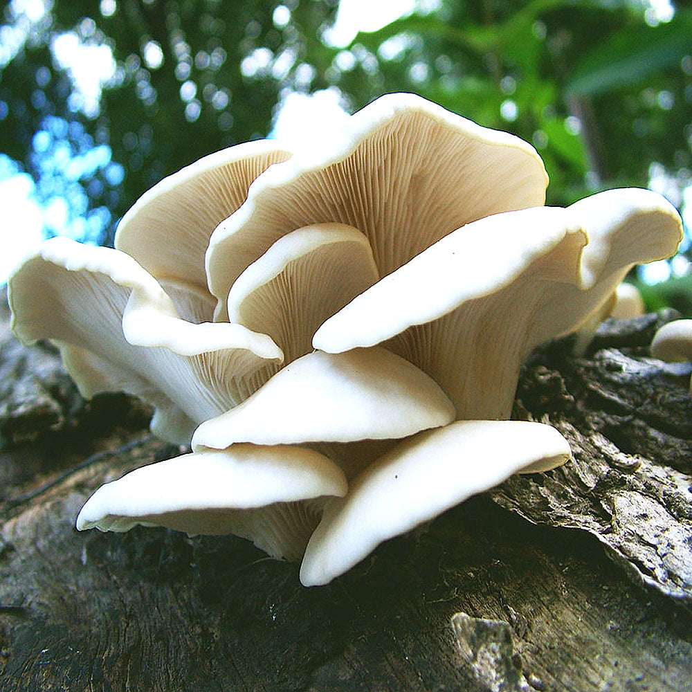 Flordia Oyster Mushroom (Pleurotus ostreatus var Flordia)