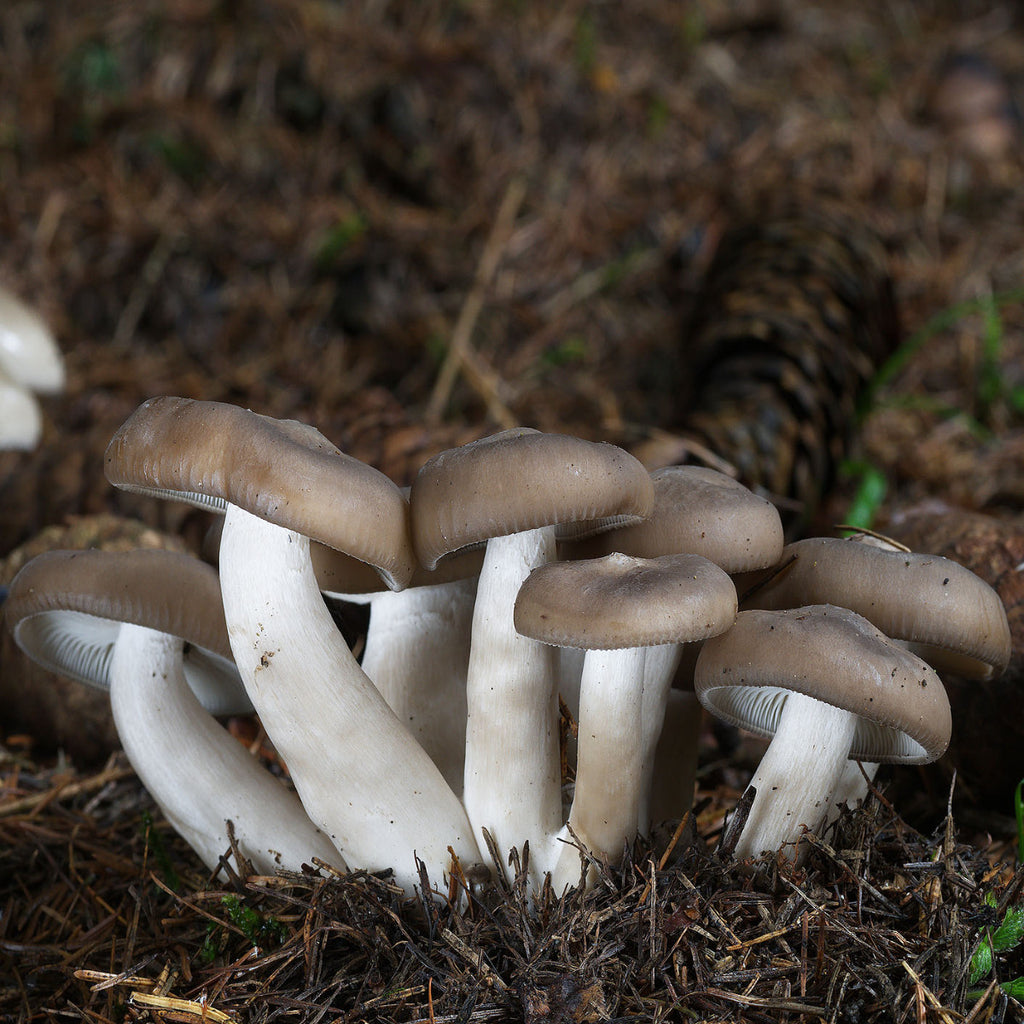 Fried Chicken Mushroom (Lyophyllum decastes)
Growing out of pine needles and moss