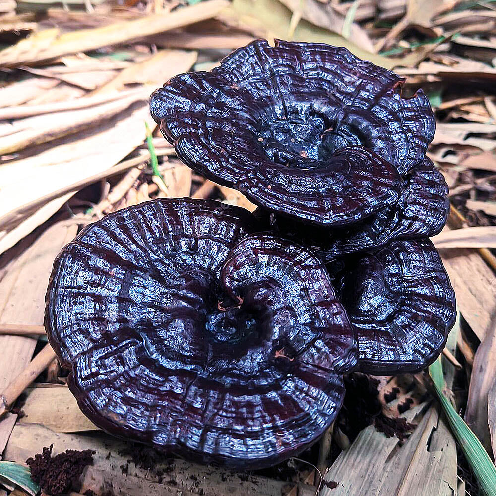 Ganoderma neo-japonicum
Growing out of the ground