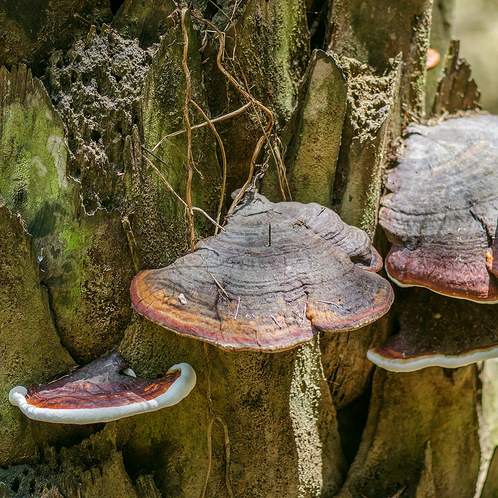 Palm Polypore (Ganoderma boninense)
growing on a tree