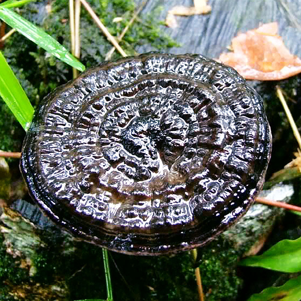 Ganoderma sinense Mushroom
