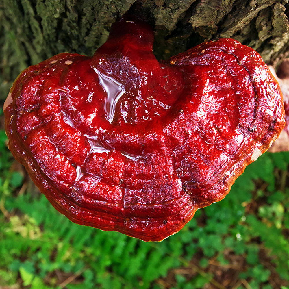 Ganoderma tsugae
Growing from a tree