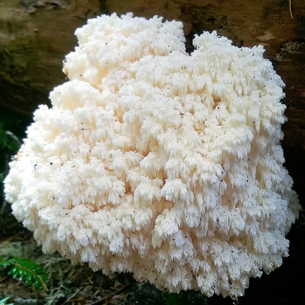 Bear's Head Mushroom (Hericium abietis)