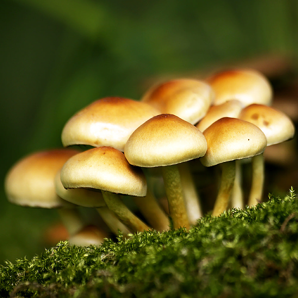 Conifer Tuft (Hypholoma capnoides)