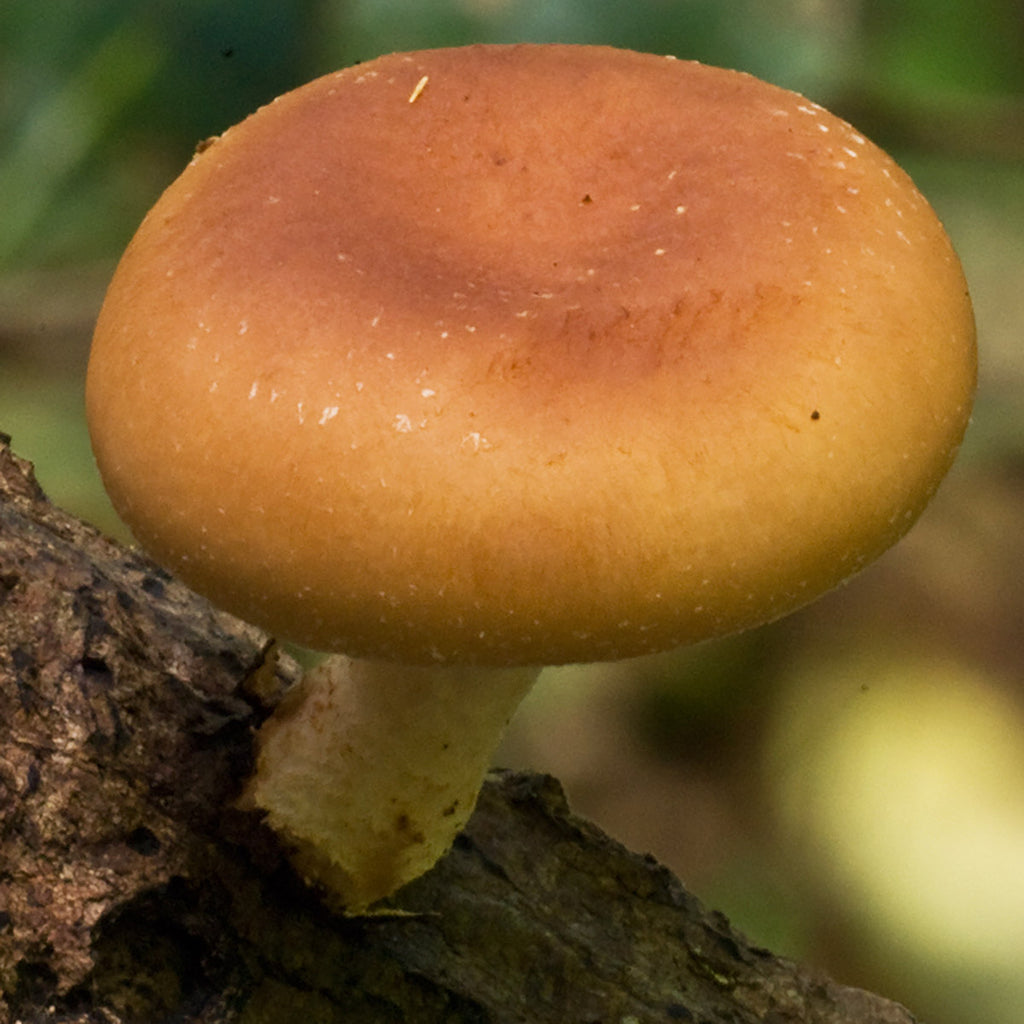 Australian Shiitake (Lentinula leteritia)