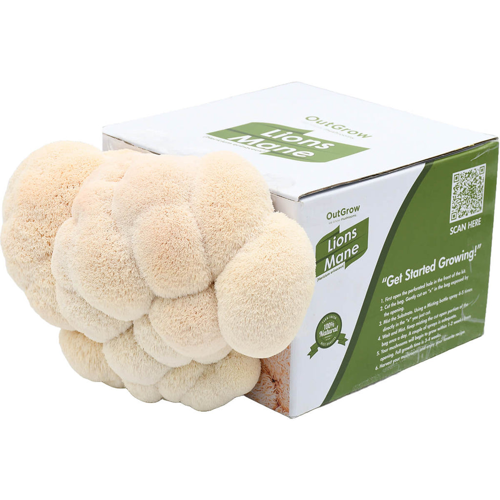 Lions Mane Mushroom Grow Kit fruiting mushrooms