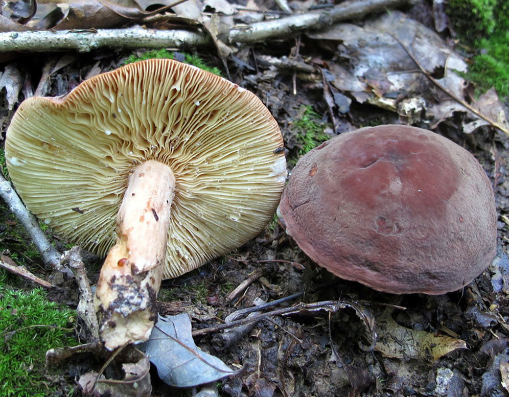 Corrugated Milk Cap (Lactifluus corrugis)