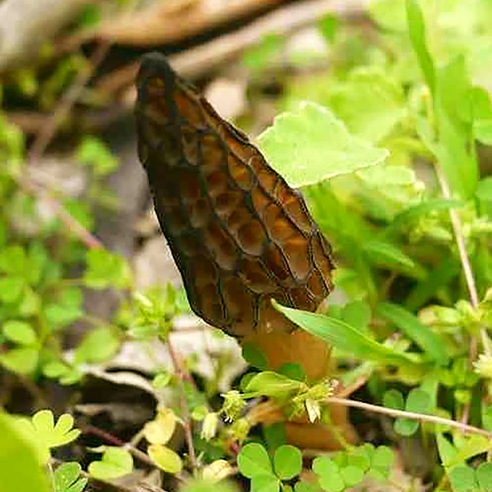 Morchella australiana