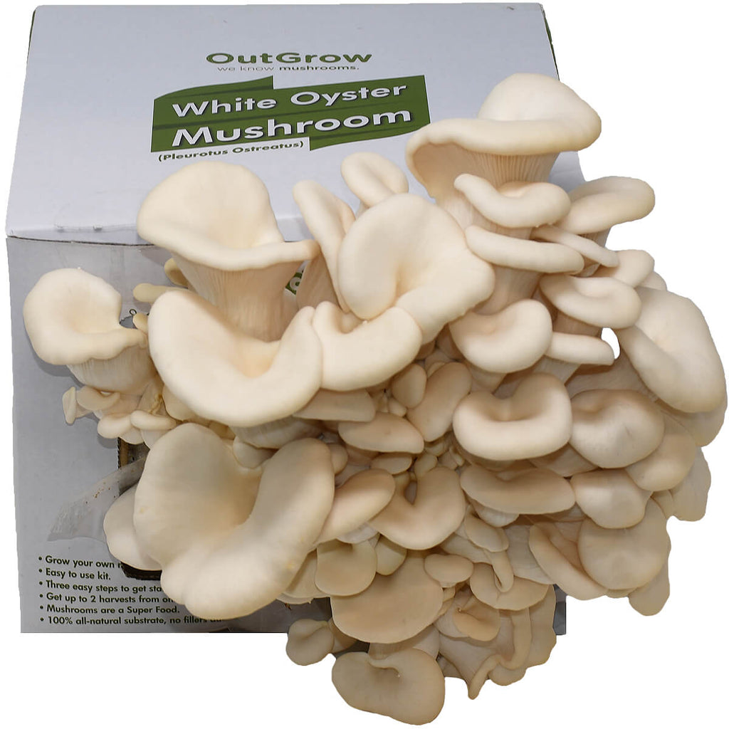 Pearl Oyster Mushroom Grow Kit