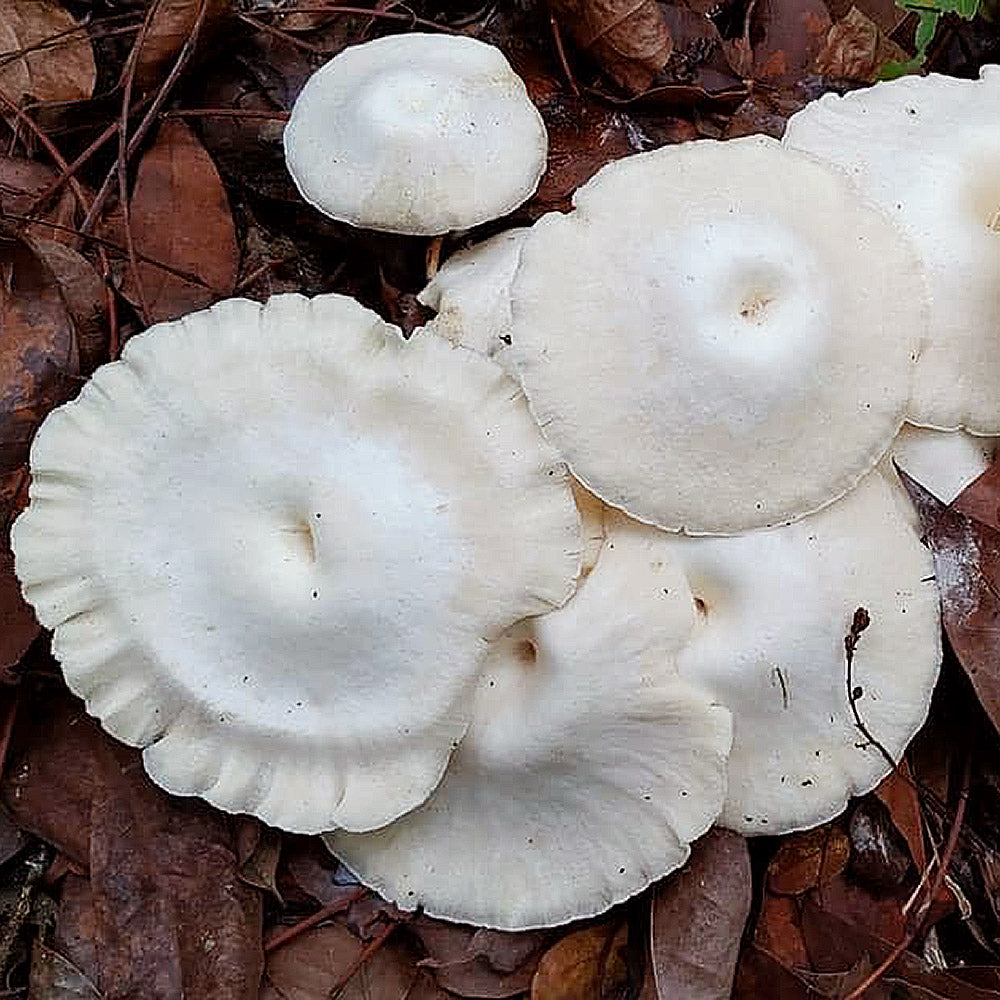 Pearl Sawgill (Lentinus concavus)