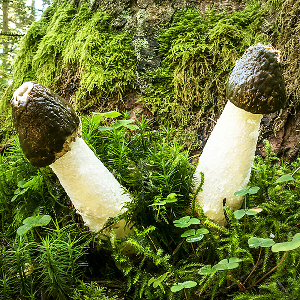 Common Stinkhorn (Phallus impudicus)