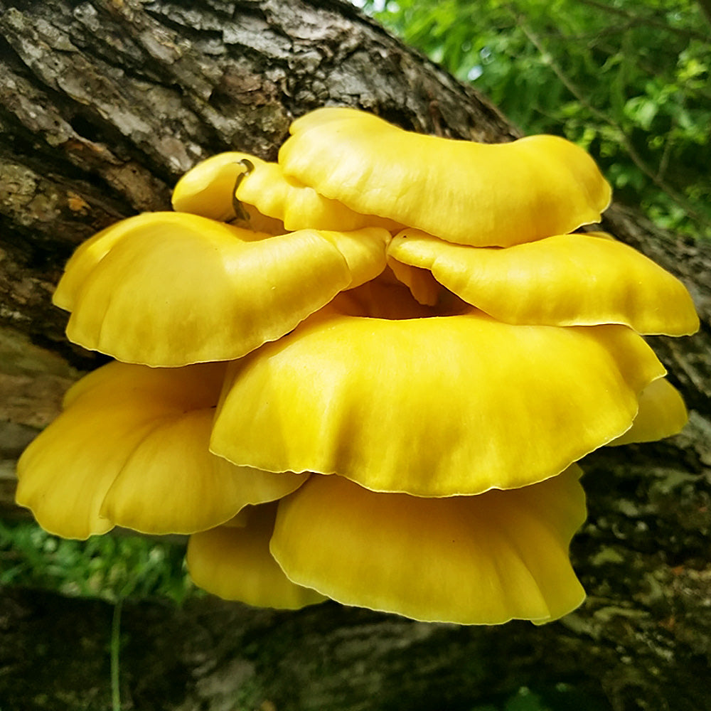 Gold Oyster (Pleurotus citrinopileatus) Mushroom
Growing on a log in forest