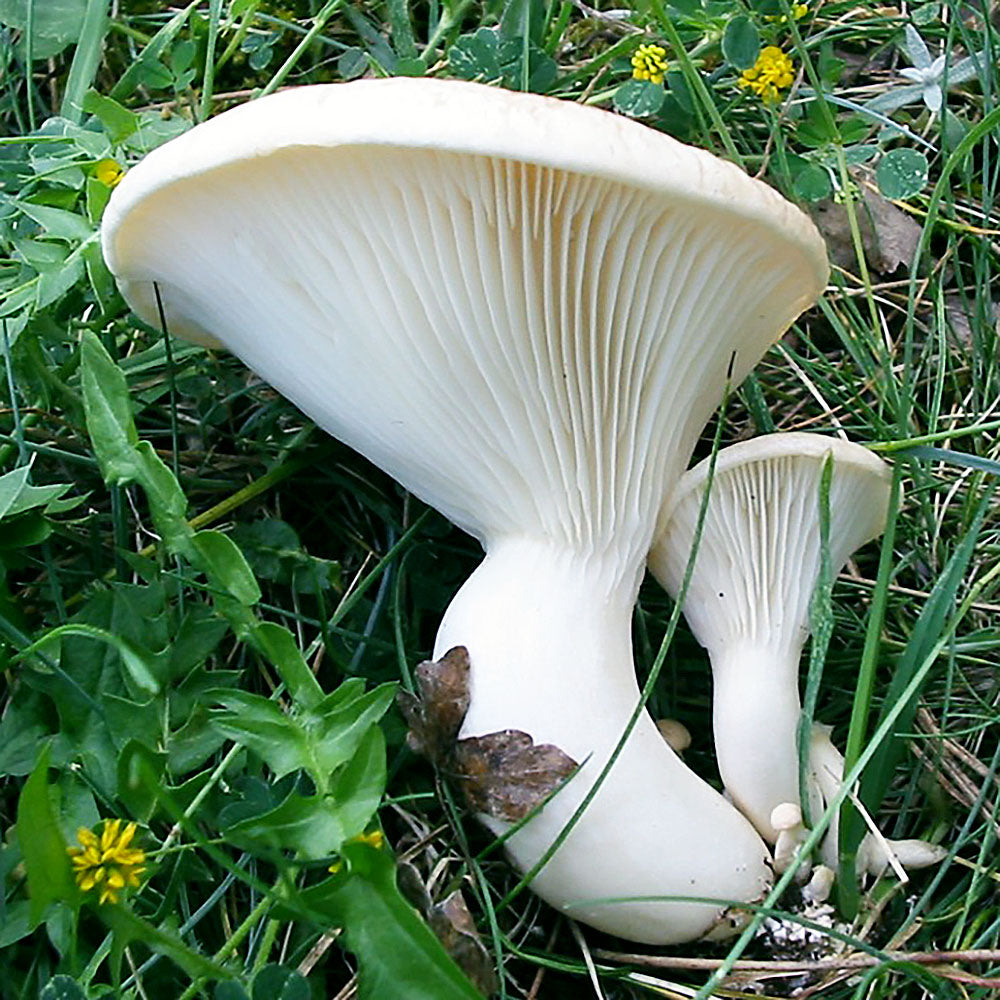 Ferulae Mushroom (Pleurotus ferulae)
Growing in a grassy area