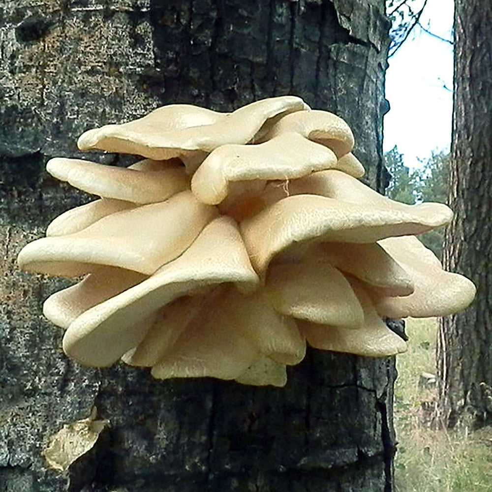 Aspen Oyster (Pleurotus populinus)