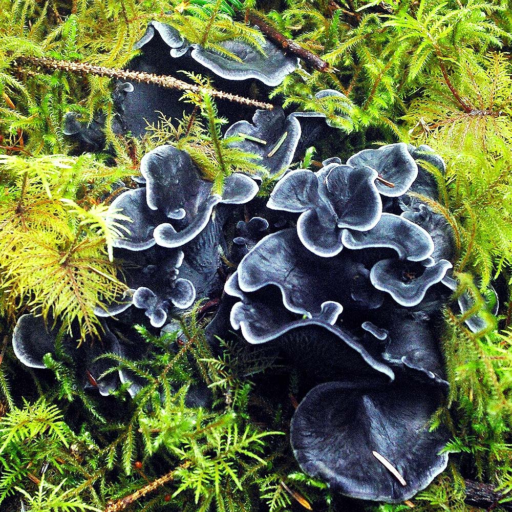 Blue Chanterelle (Polyozellus multiplex)