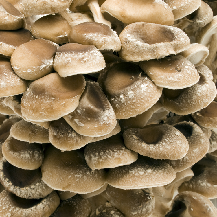 Shiitake Bag Cultivation (Lentinula edodes)