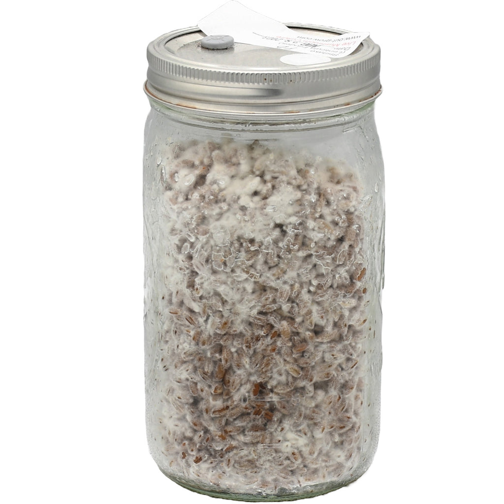 Shiitake (Lentinula edodes) Mushroom Spawn - 1 Quart Jar