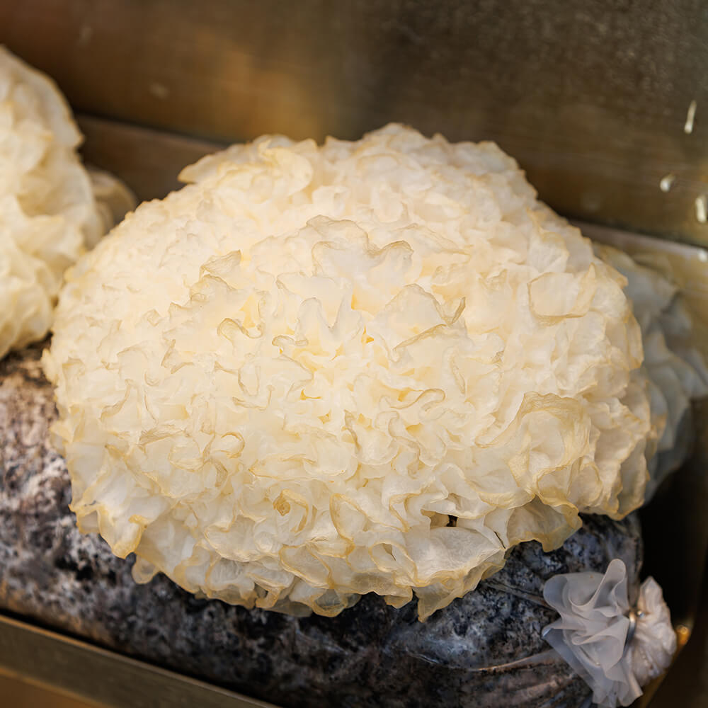 Snow Fungus (Tremella fuciformis) growing on mushroom substrate