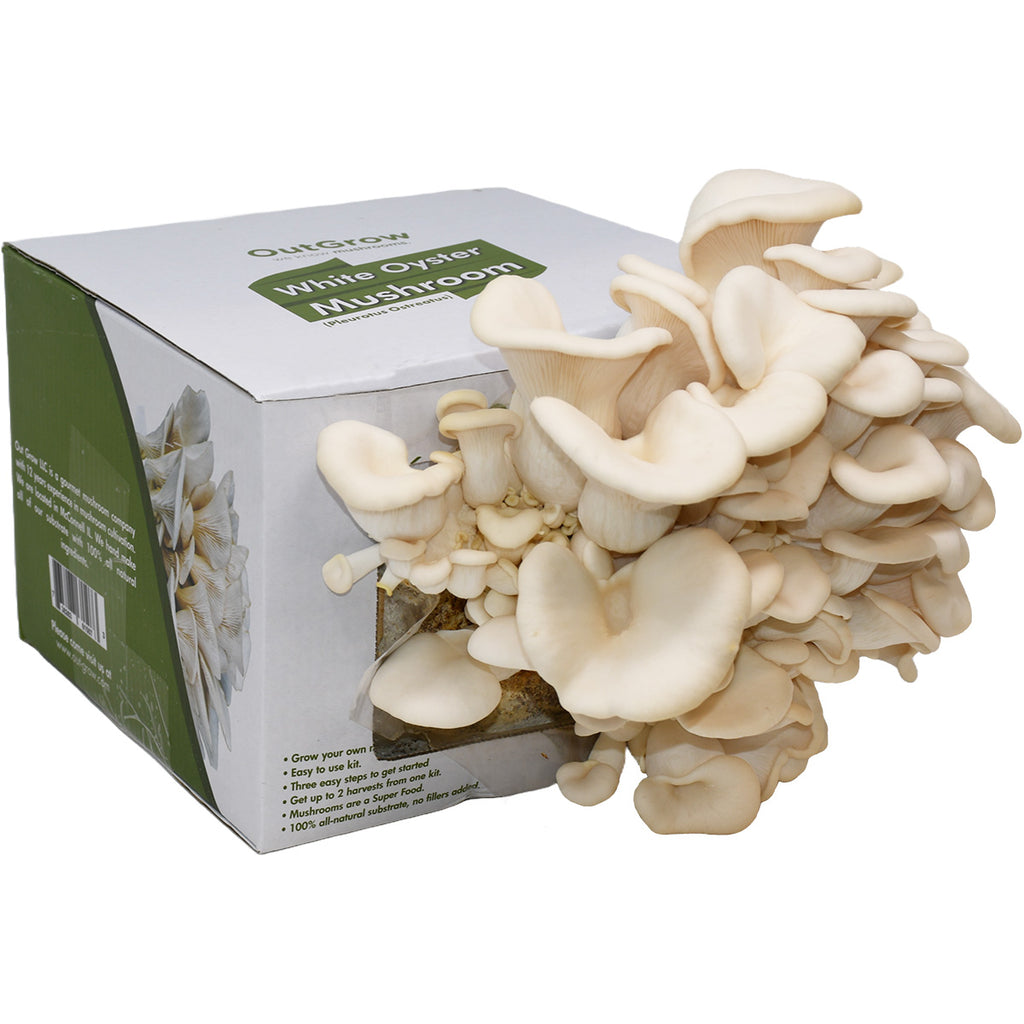 Pearl Oyster Mushroom Grow Kit