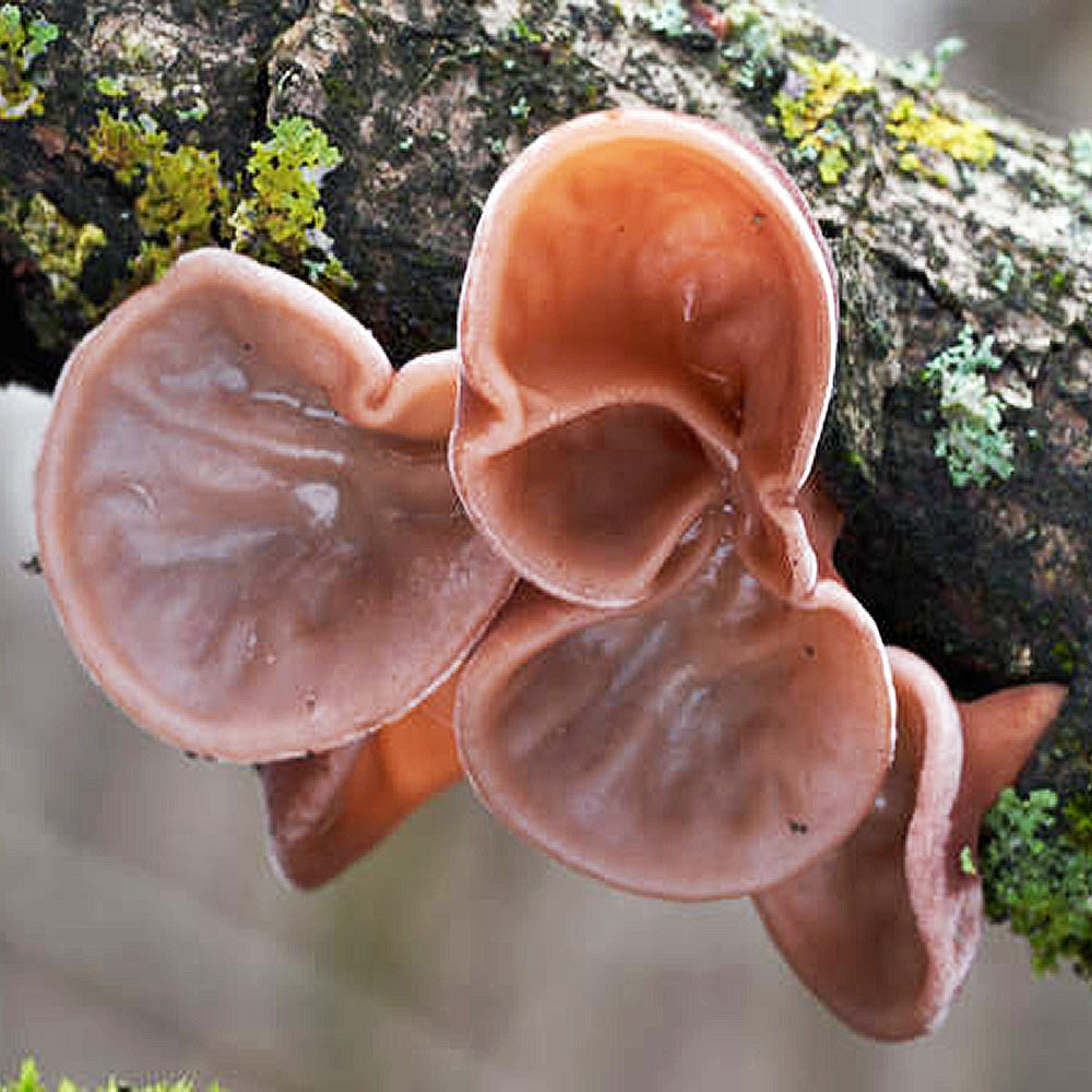 Cloud Ear Fungus (Auricularia polytricha)